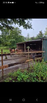 Stallplatz, Boxen frei, Offenstall, Schwastrumhof , Stallplätze, Damp
