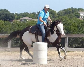 Standout Energetic Tobiano Paint Barrel Gelding, Kelvin Tod, Horses For Sale, Austin