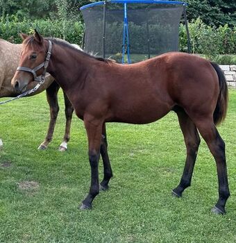 kräftiger, kompakter Quarter Horse Hengst, Kerstin Rehbehn (Pferdemarketing Ost), Horses For Sale, Nienburg