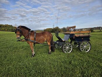 Nervenstarker junger Ponywallach!, Barbara Granig, Horses For Sale, Unterwart