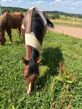 Kräftiger, unerschrockener Paint Horse Wallach
