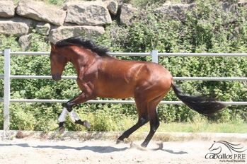 Bewegungsstarker 3 jähriger PRE Hengst - aktuell ca. 1.70 m