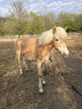 Sternenwind, Katrin Pusar, Horses For Sale, Launsdorf