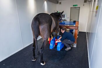 Standing Equine MRI System for Horses – Advanced Veterinary Diagnostic Imaging | Hallmarq EQ2 Hallmarq EQ2 Standing Equine MRI