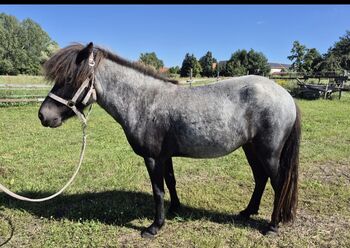 Stella von Godafoss - Isländerstute mit Charakter, Farbe & Herz
