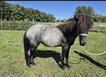 Stella von Godafoss - Isländerstute mit Charakter, Farbe & Herz, Kerstin Rehbehn (Pferdemarketing Ost), Horses For Sale, Nienburg