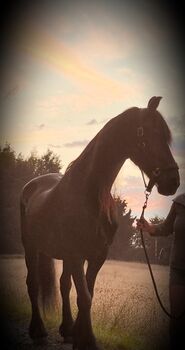 STER Friesenstute, Margit, Horses For Sale, Windischeschenbach