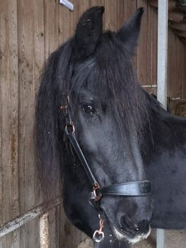 STER Friesenstute, Margit, Horses For Sale, Windischeschenbach