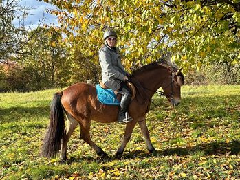 Nervenstarker junger Ponywallach!