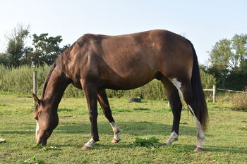Rising 3yo gelding