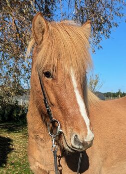 hübscher junger Islandwallach mit viel Tölt, Sabine Opitz Wieben (Reiter - & Erlebnisbauernhof Groß Briesen GmbH), Horses For Sale, Groß Briesen