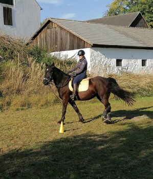 Friesenmix Stute, Nicole, Horses For Sale, Schwarzenau