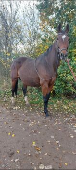 Tragende WB Stute zu verkaufen, Privat , Horses For Sale, Schweinfurt