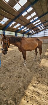 Stute,KWPN,Fuchs,8 Jahre,163 cm,Freizeit,Pferd,Gesund