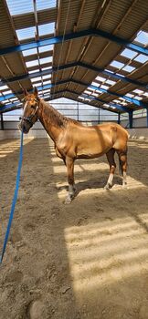 Stute,KWPN,Fuchs,8 Jahre,163 cm,Freizeit,Pferd,Gesund