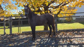 Stute mit Springpotenzial!