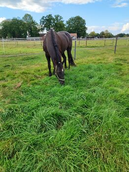 Stute sucht Reitbeteiligung, Lauts, Horse Sharing, Delmenhorst 