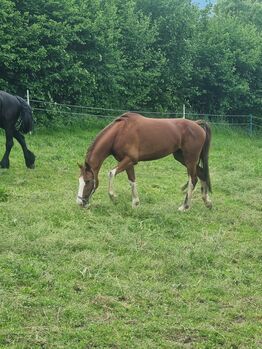 Stute zum decken, Josef Jenewein , Horses For Sale, Ampass 