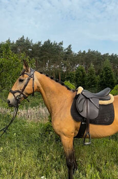 Stute zum Verkauf, Marie, Horses For Sale, Strausberg