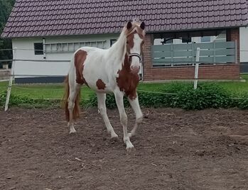 Kecker  3 -jähriger Zangerheider Junghengst