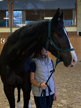 Mare 5 y/o, Ricardo Jorge Fernandes Miranda Ricardo Miranda, Horses For Sale, Maia