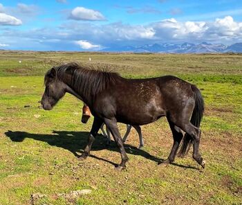 Stute angeritten, tragend vom Farbwechslerhengst, Islandpferde-aus-Island, Horses For Sale, Südisland