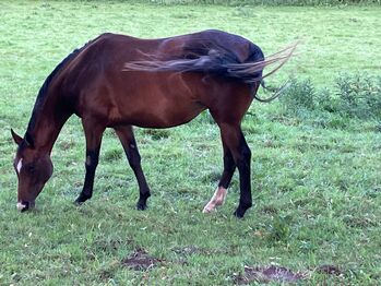 Stute - Pinto - Tolle junge Allrounderstute - Ready to Go, Andrea Klein, Horses For Sale, Marienmünster