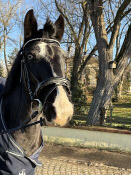 Stute zu verkaufen, Lea , Horses For Sale, Ludwigshafen 