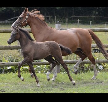 Stutfohlen Smoky Black/ Deutsches Reitpony, ST, Horses For Sale, Trassem 