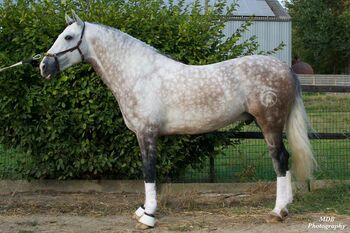 Toller, barocker PRE Wallach für die ganze Familie, Daniela, Horses For Sale, Dormagen