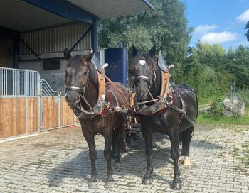 Toller Friesen x Noriker Mix Wallach