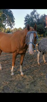 Tolles Freizeitpferd, Wallach