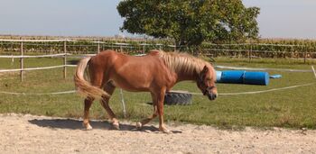 Großer Isländer zu verkaufen, Elena , Horses For Sale, Auggen