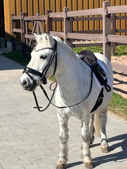 Tolles Pony mit viel Potential