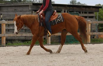 Toller, umgänglicher Quarter Horse/Paint Horse Wallach, Kerstin Rehbehn (Pferdemarketing Ost), Horses For Sale, Nienburg