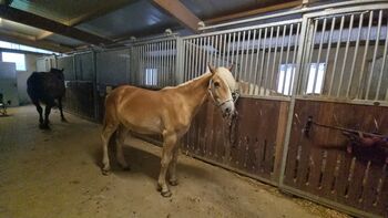 Toller Tiroler Jährling Hengst, Annette, Horses For Sale, Prinzersdorf