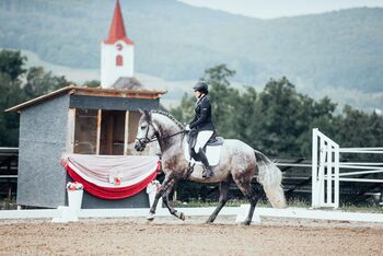 Toller Wallach sucht Bestplatz ✨, Nathalie, Horses For Sale, Hollabrunn