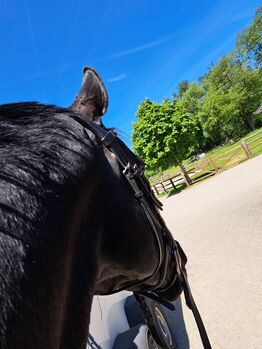 Große Innenboxen in Vollpension zu vermieten, Ramona , Horse Stables, Alsfeld 