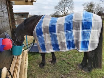 Gr. M Eskadron Dralon Abschwitzdecke blau Karo neu, eskadron  dralon, Katrin , Horse Blankets, Sheets & Coolers, Tornesch 