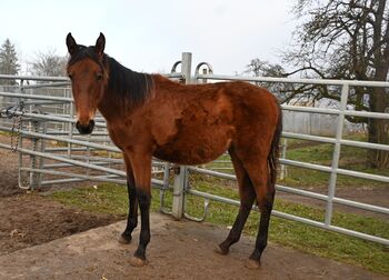 Grosse PRE Jährling Stute sehr gute GGA