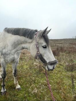 Großrahmige schöne Schimmelstute mit interessanter Abstammung, Lucy, Horses For Sale, Loddin