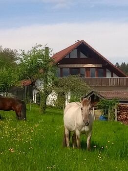 Konikstute, Dunja Ungerank, Konie na sprzedaż, Bregenz