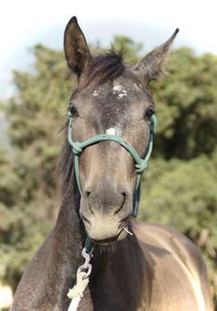 Starke PRE Stute 2J Escalerablut, Ute, Horses For Sale, Tarifa
