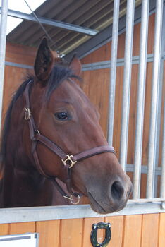 kräftiger, kompakter Quarter Horse Hengst