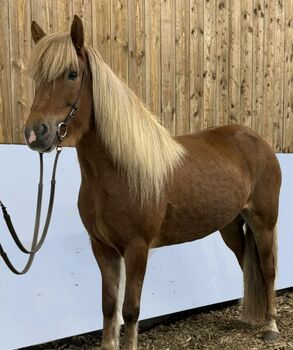 Kräftiges Exterieur - viel Tölt - fein in den Hilfen, Islandpferde-aus-Island, Horses For Sale, Ihlienworth