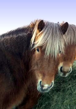 Kräftiges Exterieur - viel Tölt - fein in den Hilfen, Islandpferde-aus-Island, Horses For Sale, Ihlienworth