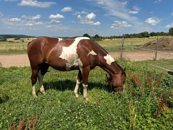 Kräftiger, unerschrockener Paint Horse Wallach