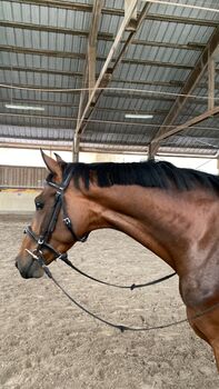 Gangstarkes, kopfklares Nachwuchspferd sucht neues Zuhause, F.L, Horses For Sale, Würzburg