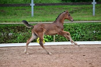 Bewegungsstarkes Hengstfohlen vom top Vererber, Kerstin Rehbehn (Pferdemarketing Ost), Horses For Sale, Nienburg