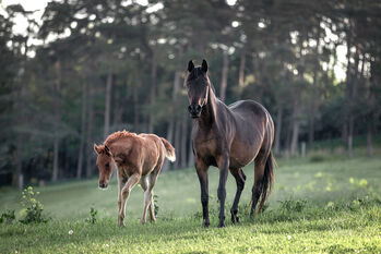 Bewegungsstarkes Fohlen sucht neuen Wirkungskreis, Sabine Klee, Horses For Sale, Exdorf 